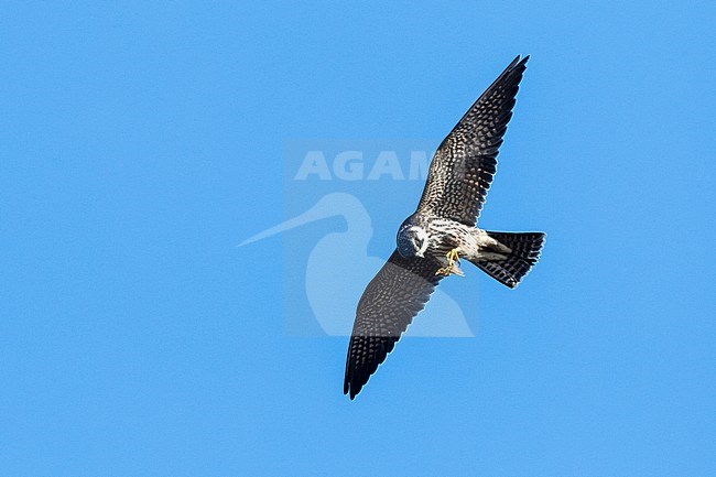 Eurasian Hobby (Falco subbuteo) in flight during autumn migration in Bulgaria stock-image by Agami/Marc Guyt,