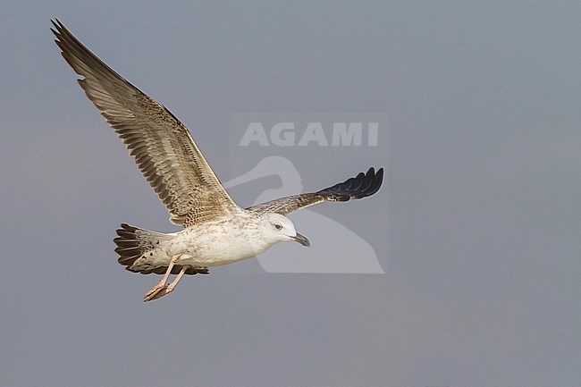 Steppe Gull - Barabamöwe - Larus barabensis, Oman, 1st W stock-image by Agami/Ralph Martin,