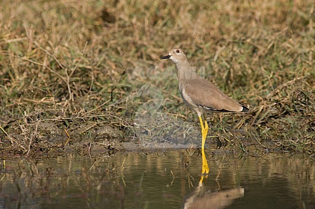 White-tailed Lapwing; Witstaartkievit stock-image by Agami/Marc Guyt,