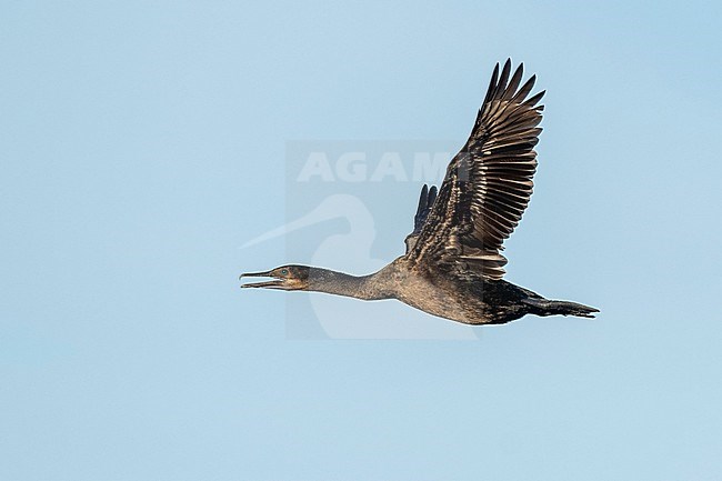 Immature Brandt's Cormorant, Urile penicillatus
San Diego Co., CA stock-image by Agami/Brian E Small,