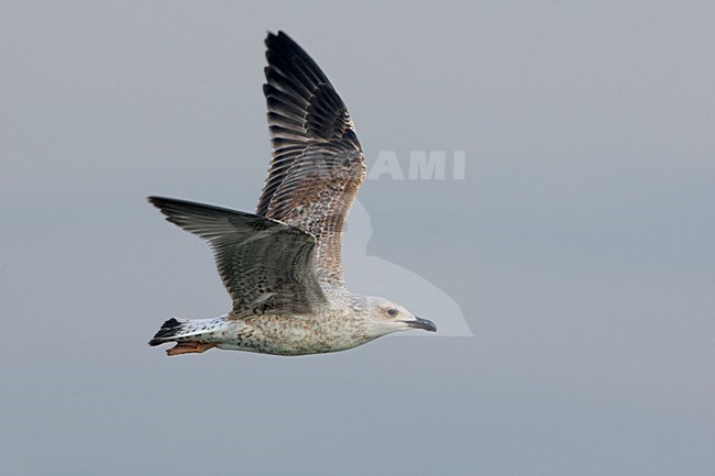 Onvolwassen Geelpootmeeuw in vlucht;  Yellow-legged Gull immature in flight stock-image by Agami/Daniele Occhiato,
