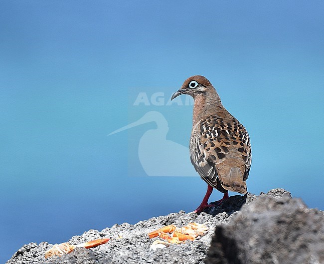 Galapagos Dove (Zenaida galapagoensis) on the Galapagos islands. stock-image by Agami/Laurens Steijn,