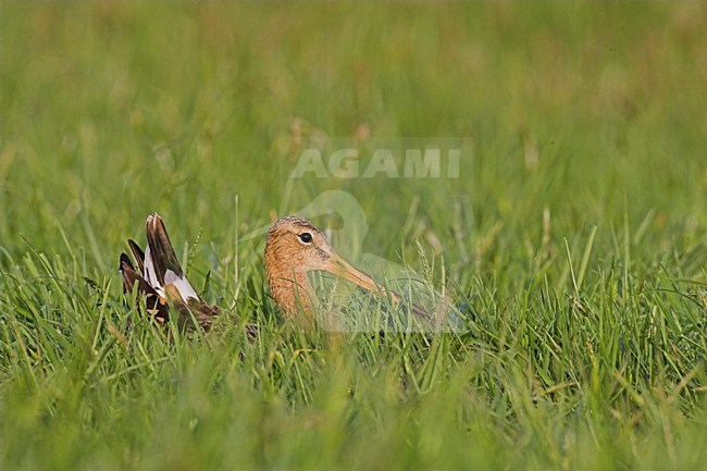 Grutto zittend in weiland; Black-tailed Godwit perched in meadow stock-image by Agami/Menno van Duijn,