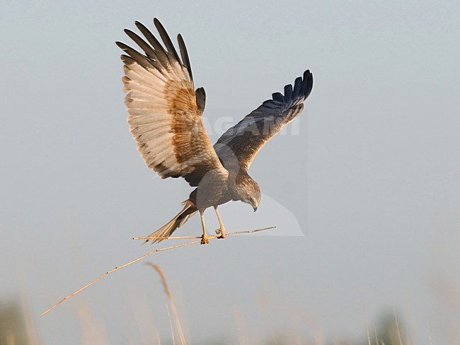 Mannetje Bruine Kiekendief met nestmatriaal; Male Western Marsh Harrier with nestmaterial stock-image by Agami/Han Bouwmeester,