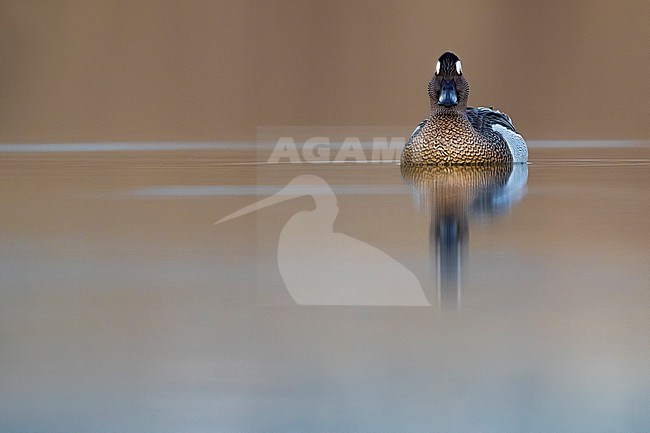 Garganey; Anas querquedula stock-image by Agami/Daniele Occhiato,