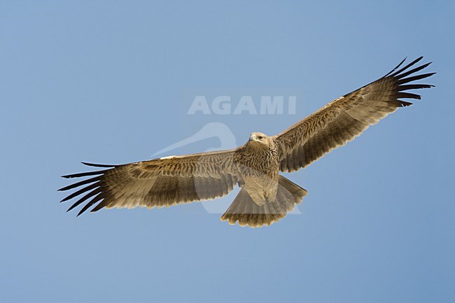 Keizerarend in vlucht; Asian Imperial Eagle in flight stock-image by Agami/Daniele Occhiato,