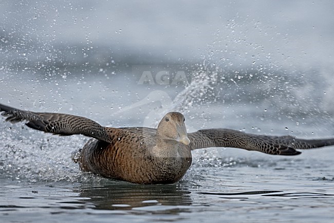 Eider opvliegend uit water; Common Eider flying out of water stock-image by Agami/Jari Peltomäki,