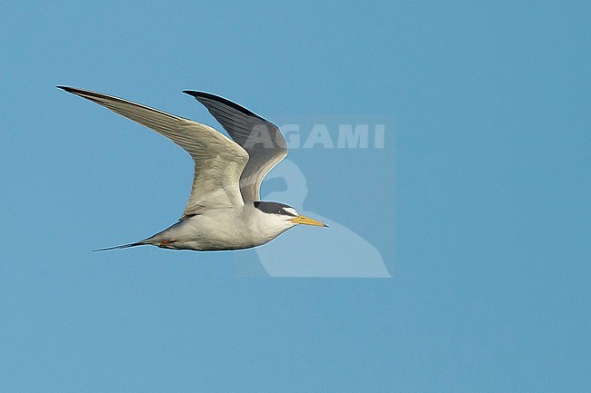 Adult Least Tern (Sternula antillarum) in summer plumage flying against blue sky in Galveston County, Texas, USA. stock-image by Agami/Brian E Small,