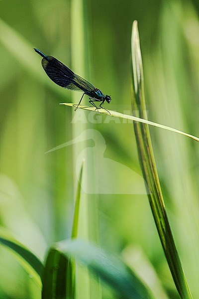 Weidebeekjuffer, Banded Demoiselle stock-image by Agami/Wil Leurs,