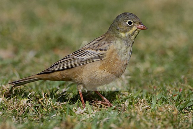 Ortolan Bunting male foraging on the ground; Ortolaan man foeragerend op de grond stock-image by Agami/Daniele Occhiato,