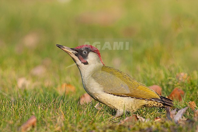 Eurasian Green Woodpecker - Grünspecht - Picus viridis ssp. viridis, Germany, adult male stock-image by Agami/Ralph Martin,