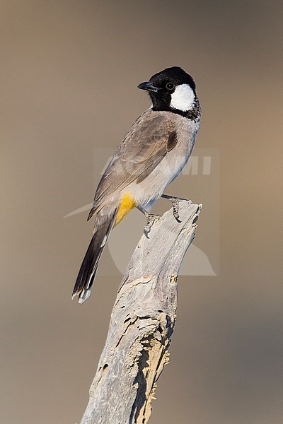 White-eared Bulbul, adult perched on dead tree, Khatmat Milalah, Al Batinah, Oman (Pycnonotus  leucotis) stock-image by Agami/Saverio Gatto,