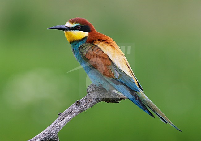 Bijeneter; European Bee-eater (Merops apiaster) Hungary May 2008 stock-image by Agami/Markus Varesvuo / Wild Wonders,