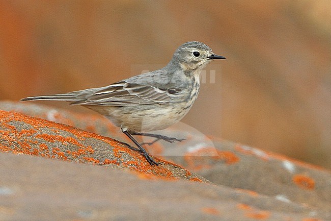 perched on a rock in Churchill, Manitoba, Canada. stock-image by Agami/Glenn Bartley,