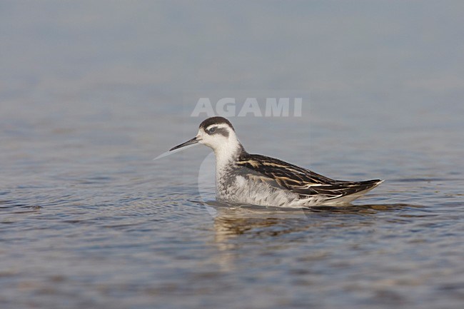 Zwemmende onvolwassen Grauwe Franjepoot; Swimming immature Red-necked Phalarope stock-image by Agami/Arie Ouwerkerk,