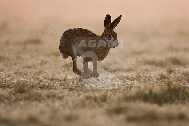 Europese Haas rennend, European Hare running stock-image by Agami/Menno van Duijn,