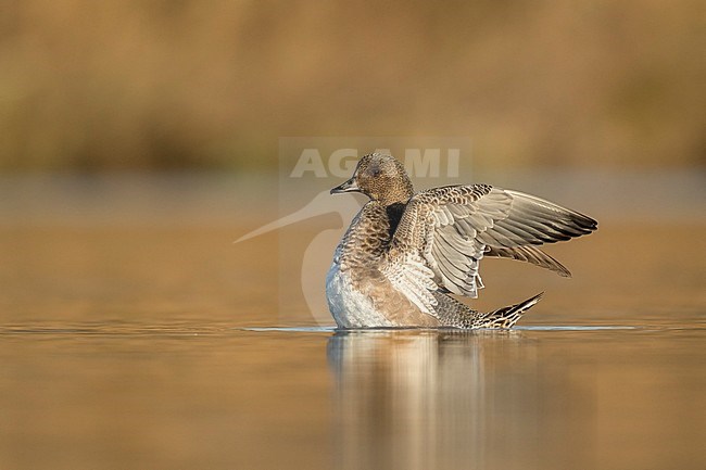 Smient eclipse laag standpunt vleugels open; Eurasian Wigeon eclipse with open wings low point of view; stock-image by Agami/Walter Soestbergen,