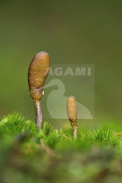 Zwarte truffelknotszwam; Cordyceps ophioglossoides stock-image by Agami/Walter Soestbergen,