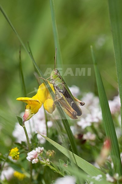 Zoemertje; Stripe-winged grasshopper stock-image by Agami/Arnold Meijer,