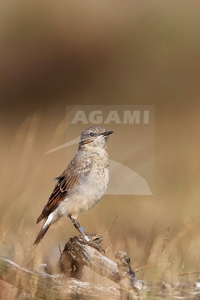 Tapuit geringd; Northern Wheatear banded stock-image by Agami/Harvey van Diek,