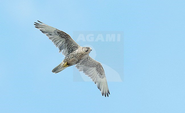 Gyrfalcon (Falco rusticolus) adult female stock-image by Agami/Dick Forsman,