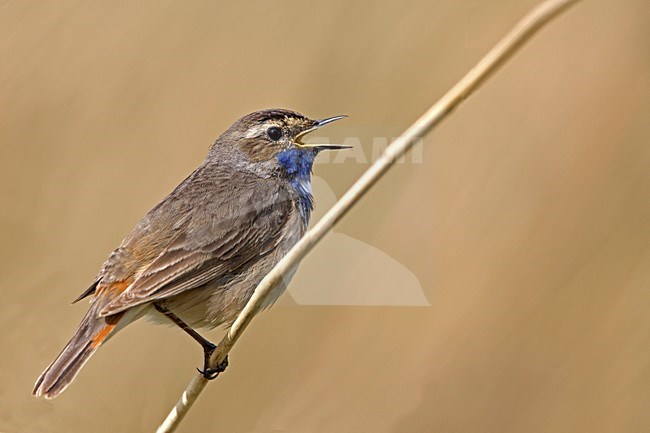 Zingend mannetje Blauwborst; singing male White-spotted Bluethroat stock-image by Agami/Rob Olivier,