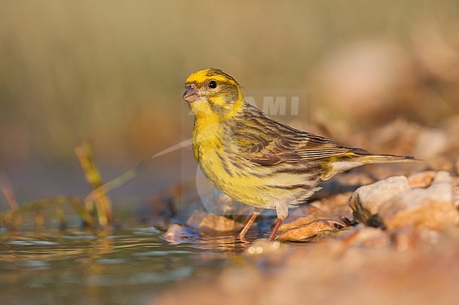 European Serin, Europese Kanarie, Serinus serinus, Croatia, male adult stock-image by Agami/Ralph Martin,