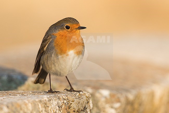 European Robin - Rotkehlchen - Erithacus rubecula ssp. rubecula, Spain stock-image by Agami/Ralph Martin,