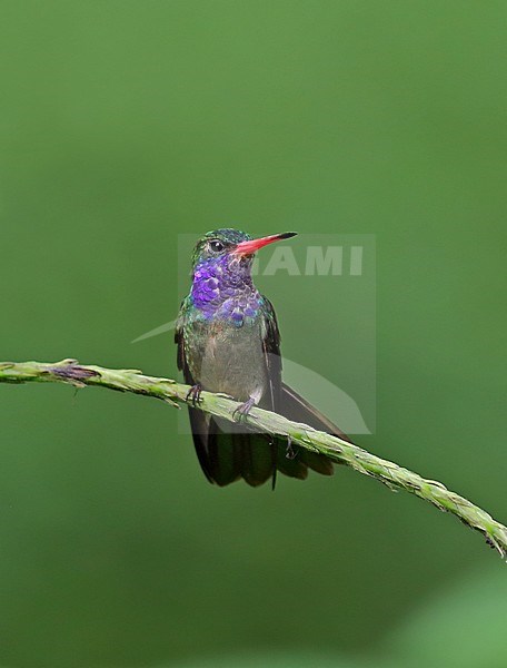 Blue-throated Goldentail, Hylocharis eliciae stock-image by Agami/Greg & Yvonne Dean,