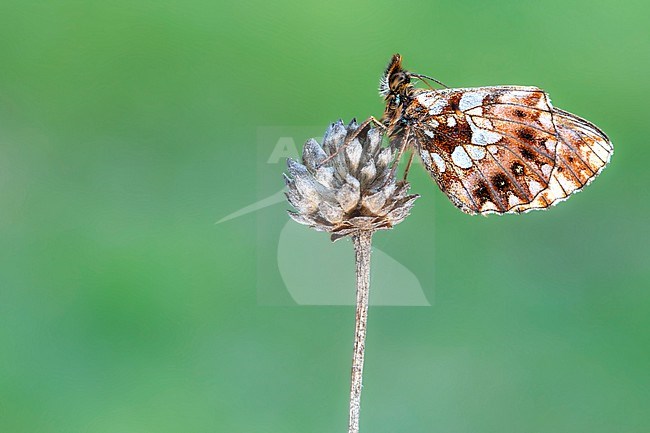 Weaver's Fritillary; Boloria dia stock-image by Agami/Wil Leurs,