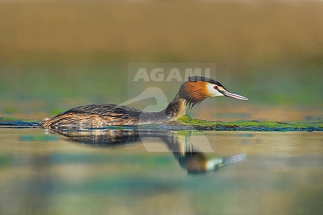 Great Crested Grebe, Fuut, Podiceps cristatus stock-image by Agami/Alain Ghignone,