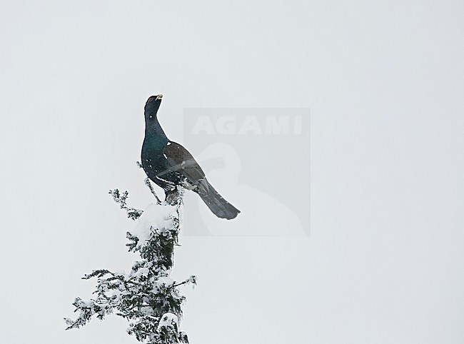 Male Western Capercaillie (Tetrao Urogallus) perched in a frost covered tree near Salla in northern Finland during cold winter. Looking around for sign of danger. stock-image by Agami/Markus Varesvuo,
