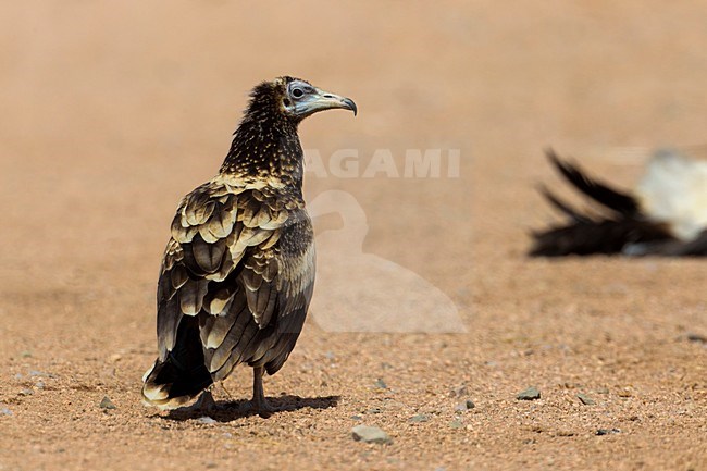 Juveniele Aasgier aan de grond; Juvenile Egyptian Vulture perched on the ground stock-image by Agami/Daniele Occhiato,