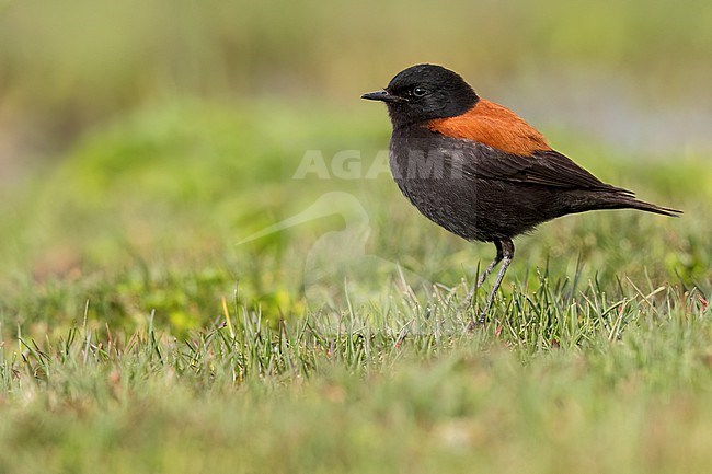 Austral Negrito (Lessonia rufa) Perched on the ground in Argentina stock-image by Agami/Dubi Shapiro,