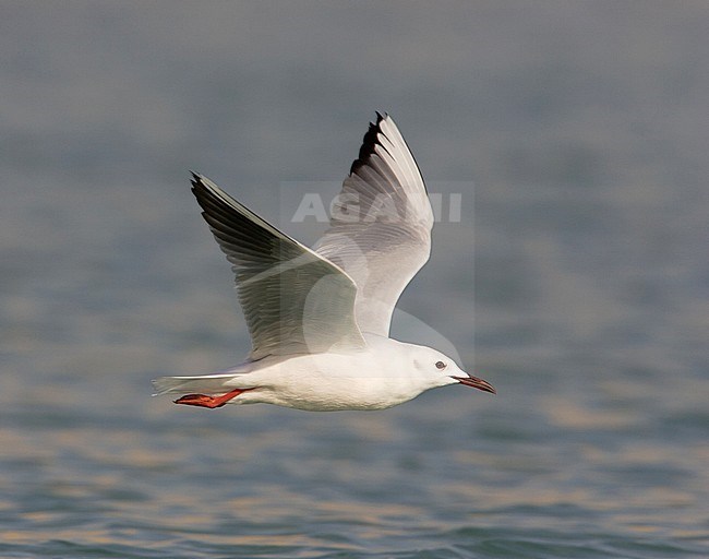 Dunbekmeeuw, Slender-billed Gull, Chroicocephalus genei stock-image by Agami/Arie Ouwerkerk,