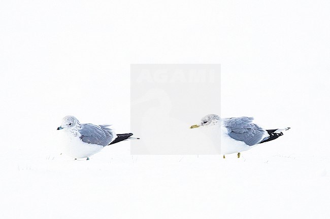 Stormmeeuw in de sneeuw Nederlands, Mew Gull in the snow Netherlands stock-image by Agami/Menno van Duijn,