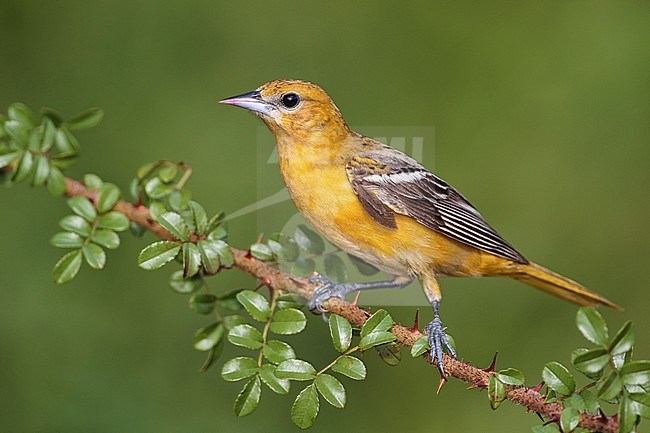 Adult female
Galveston Co., TX
April 2012 stock-image by Agami/Brian E Small,