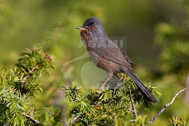 Zingend mannetje Provencaalse Grasmus; Singing male Dartford Warbler stock-image by Agami/Daniele Occhiato,