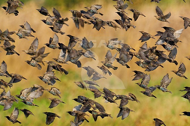 Groep Spreeuwen in de vlucht; Groep of Common Starlings in flight stock-image by Agami/Daniele Occhiato,