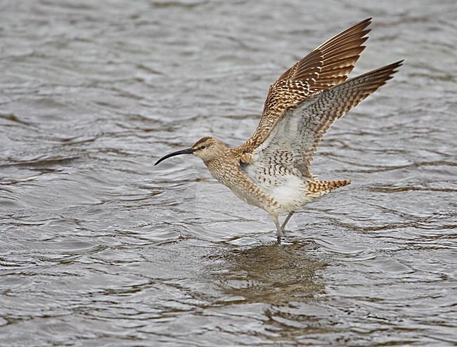 Whimbrel stretching its wings, Regenwulp vleugels strekkend stock-image by Agami/Markus Varesvuo,
