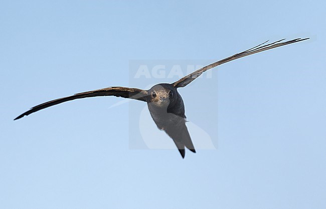 Closeup of adult Common Swift (Apus apus) in flight at Næstved, Denmark stock-image by Agami/Helge Sorensen,