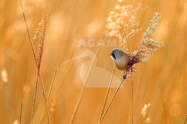 Baardmannetje; Bearded Reedling; stock-image by Agami/Chris van Rijswijk,