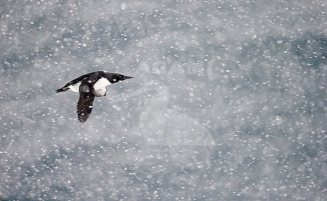 Guillemot (Uria aalge) Norway VardÃ¶ March 2016 stock-image by Agami/Markus Varesvuo,