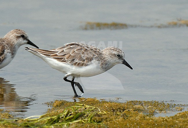 Red-necked Stint (Calidris ruficollis) wintering near Pak Thale in Thailand. stock-image by Agami/Laurens Steijn,