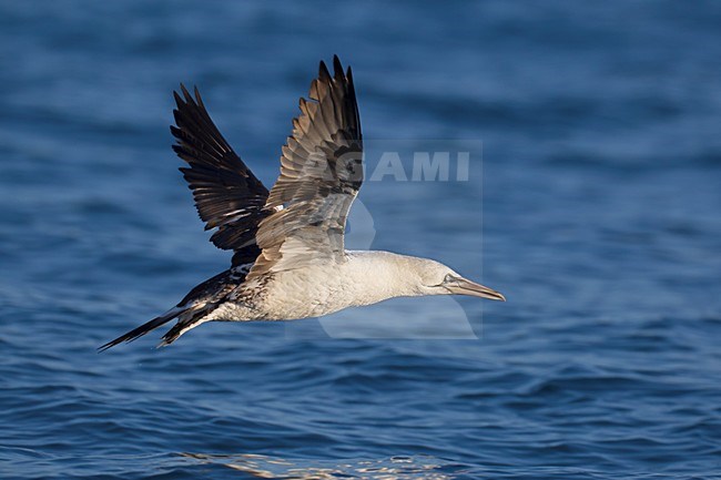 Onvolwassen Jan-van-gent in de vlucht; Immature Northern Gannet in flight stock-image by Agami/Daniele Occhiato,