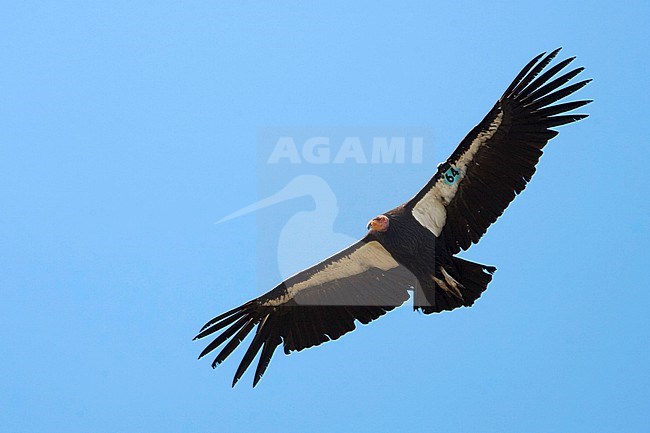 Adult Californian Condor, Gymnogyps californianus, in flight in California, USA. Soaring overhead, seen from below. Wing tagged for conservation research. stock-image by Agami/Martijn Verdoes,