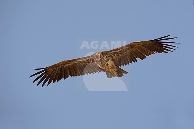 Volwassen Oorgier in de vlucht; Adult Lappet-faced Vulture in flight stock-image by Agami/Daniele Occhiato,