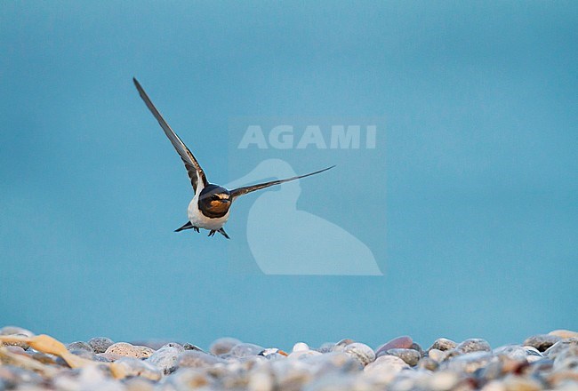 Barn Swallow - Rauchschwalbe - Hirundo rustica ssp. rustica, Germany, adult stock-image by Agami/Ralph Martin,