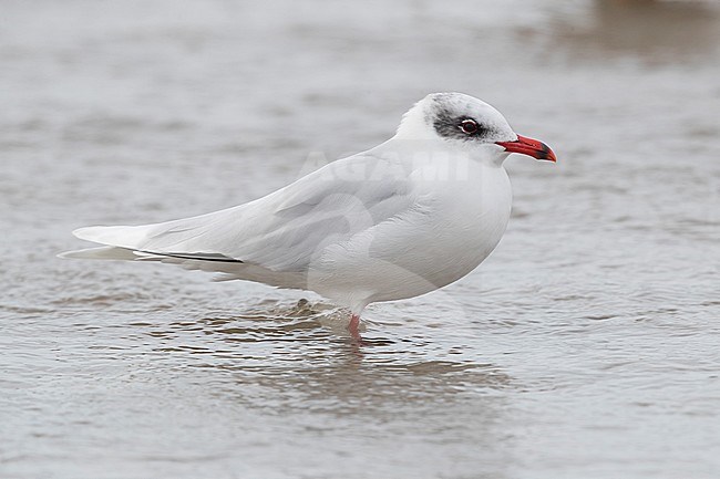 Mediterranean Gull (Ichthyaetus melanocephalus), adult in winter plumage standing in the water stock-image by Agami/Saverio Gatto,