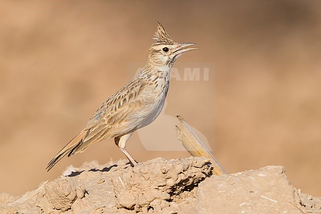 Maghreb Lark (Galerida macrorhyncha randonii), adult standing on the ground stock-image by Agami/Saverio Gatto,